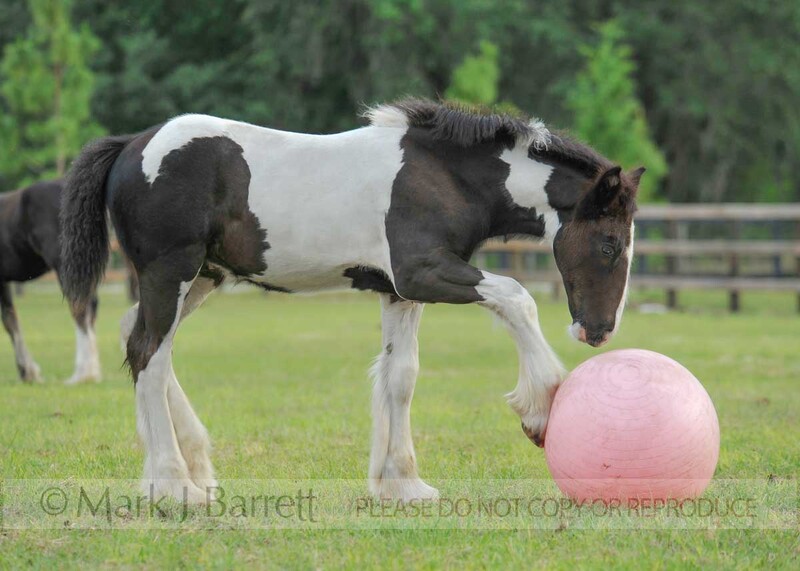 3282-84(1).jpg :: Gypsy Vanner horse foal playing with ball in grass paddock