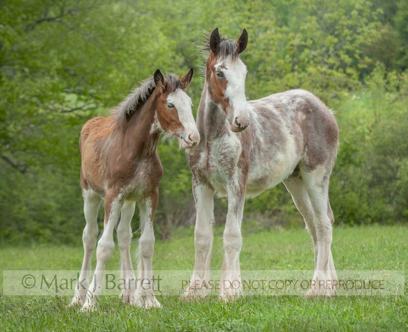 3284-9A(1).jpg :: Pair of Clydesdale draft horse weanling foal baby animals in grass field