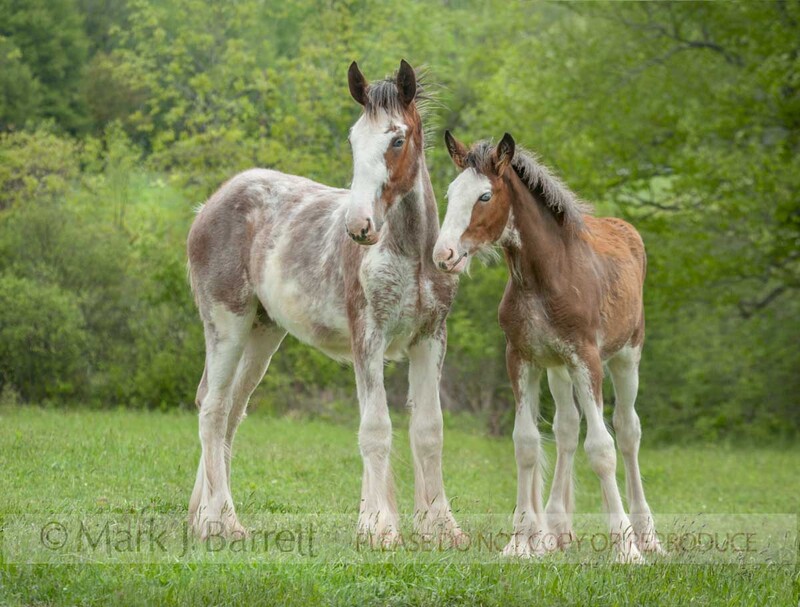 3284-9A.jpg :: Pair of Clydesdale draft horse weanling foal baby animals in grass field