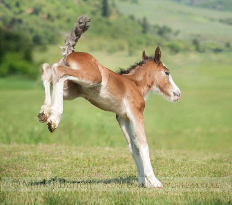 3289-12B(1).jpg :: 9 hour old Gypsy Vanner Horse filly foal romps and kicks up heels in play