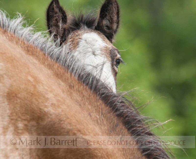 3290-3(1).jpg :: Horse foal peeking around mares neck mane