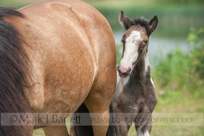 3290-5A.jpg :: Shy Gypsy Vanner foal peers from around mare