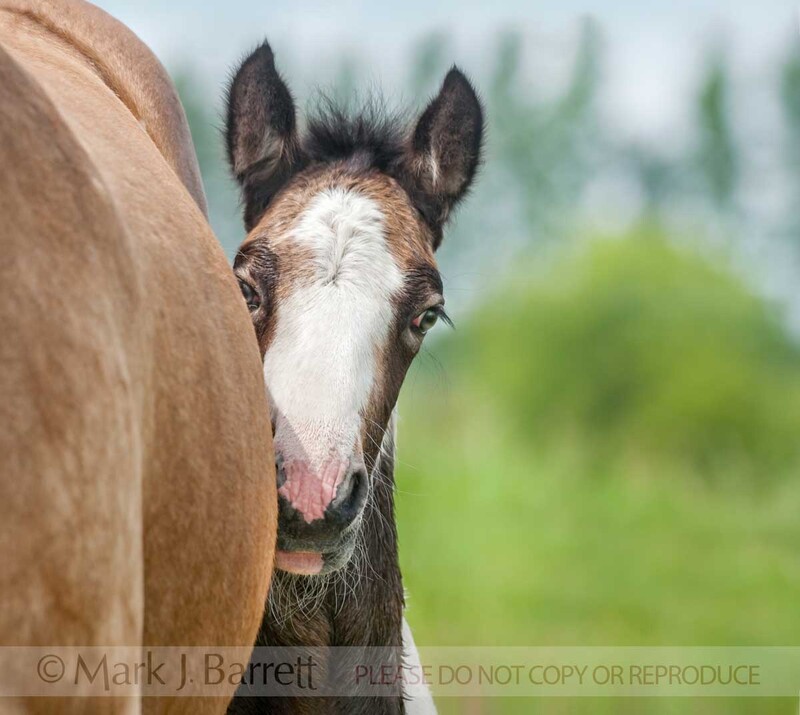 3290-6(1).jpg :: Shy Gypsy Vanner foal peers from around mom