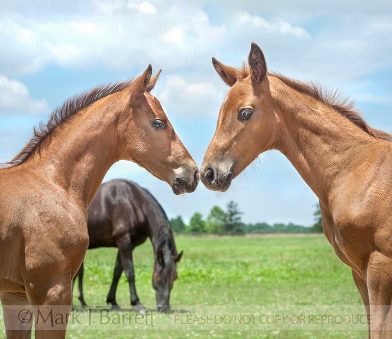 3293-11A(1).jpg :: Two  horse foals touch noses in greeting
