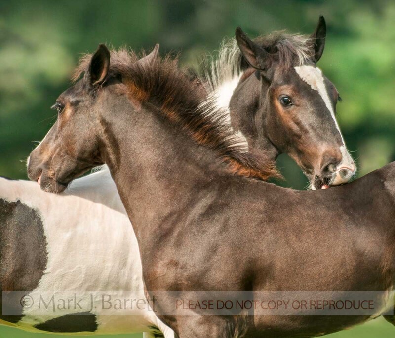 3295-26(1).jpg :: Gypsy Vanner Horse foals gorrom and socialize in pasture