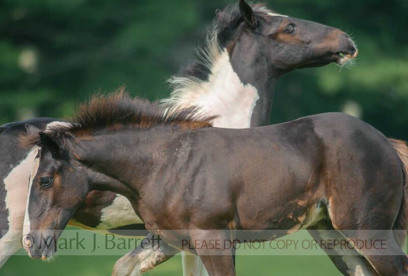 3295-27(1).jpg :: Gypsy Vanner Horse foals romp and play