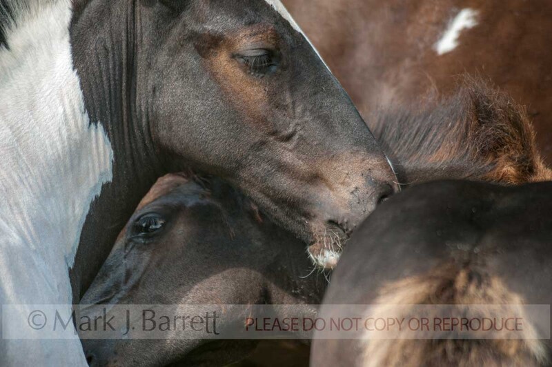 3295-33(1).jpg :: Gypsy Vanner Horse foals share a tender moment