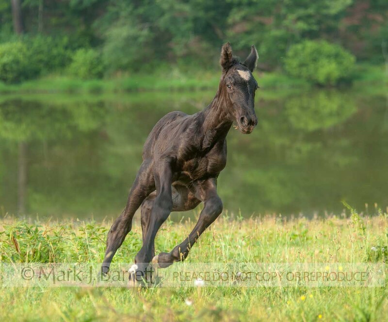 3299-1A.jpg :: Percheron Draft Horse newborn filly foal runs in field with pond backdrop