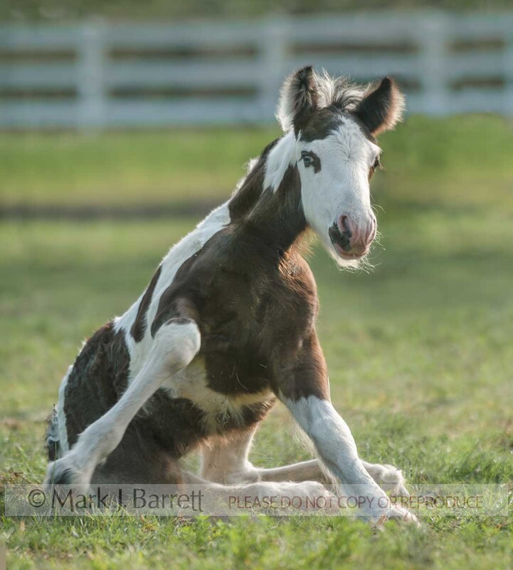 3304-10A.jpg :: baby animal Gypsy Vanner Horse filly foal rising up from grass