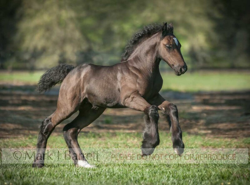 3305-7A(1).jpg :: exceptional baby animal Gypsy Vanner Horse filly foal runs in grass field