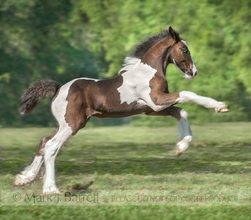 3311-22A(1).jpg :: Gypsy Vanner Horse foal romps and plays