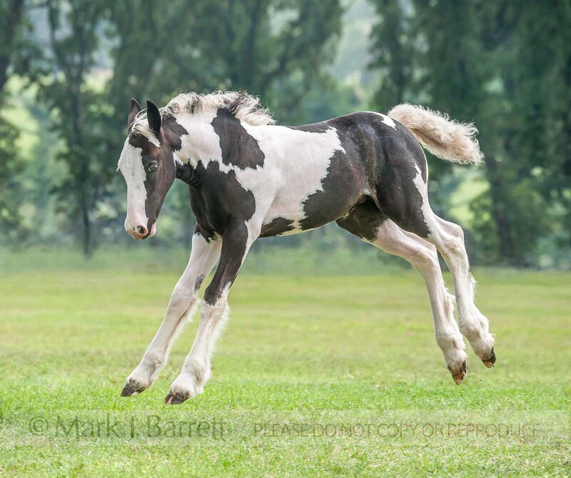 3312-7A(1).jpg :: Gypsy Vanner Horse foal leaps with four feet off ground