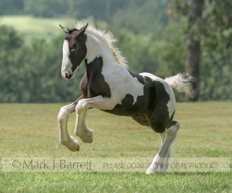 3313-17A(1).jpg :: baby animal Gypsy Vanner Horse foal romps in open grass field
