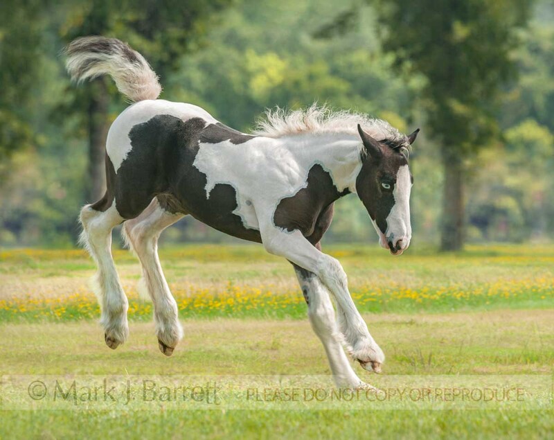 3313-20(1).jpg :: Gypsy Vanner Horse foal romps and kicks up heels in play