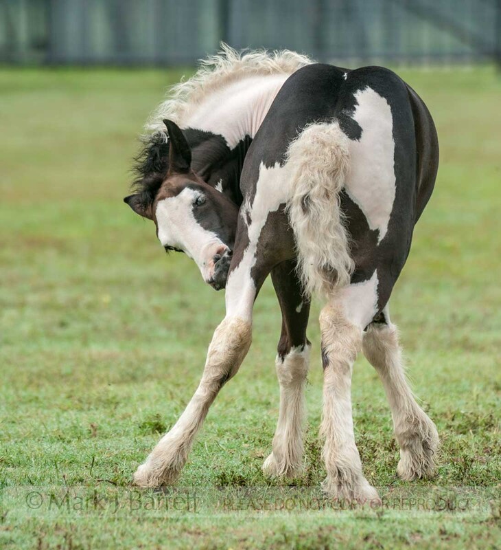 3316-9(1).jpg :: Gypsy Vanner Horse foal biting an itch