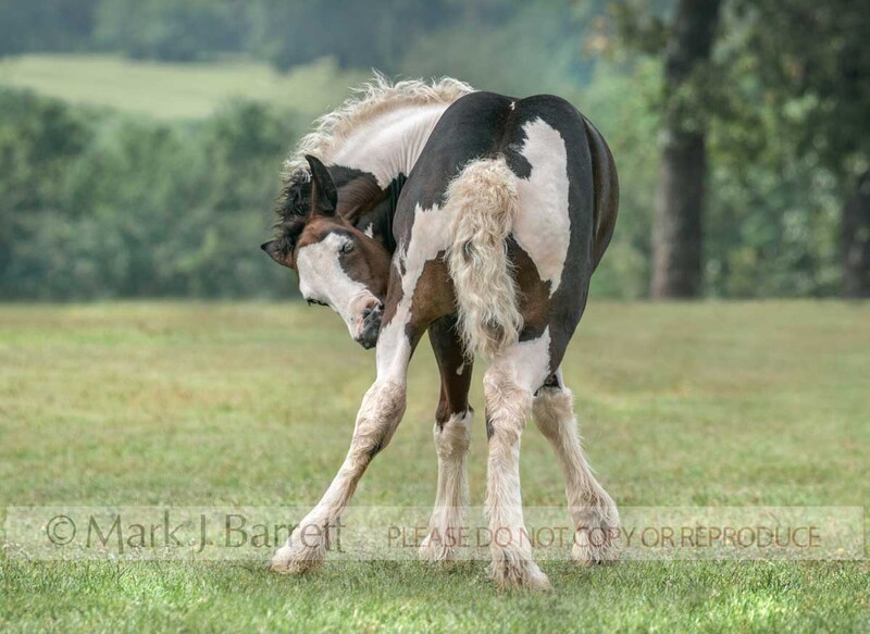 3316-9A(1).jpg :: Gypsy Vanner Horse foal reaching around to bite a leg itch.