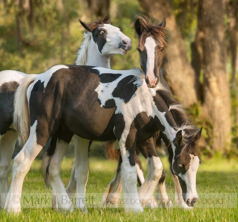 3327-17A(1).jpg :: Three Gypsy weanling horse foals play in pasture