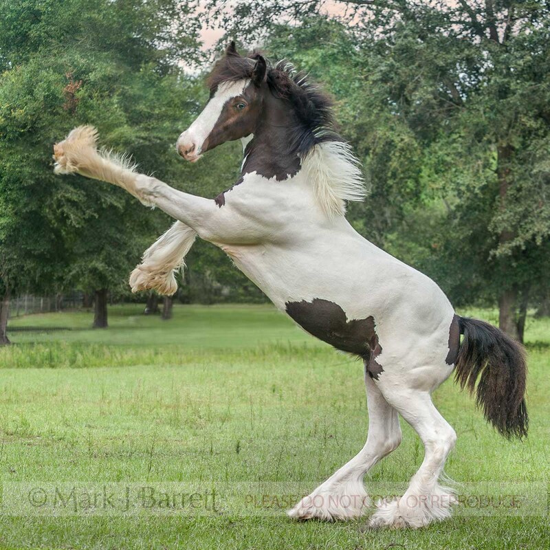 3331-10A(1).jpg :: juvenile male Gypsy Vanner Horse colt