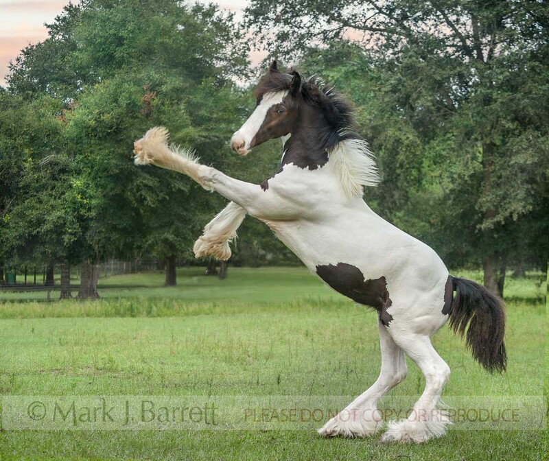 3331-10A.jpg :: Gypsy Vanner Horse colt