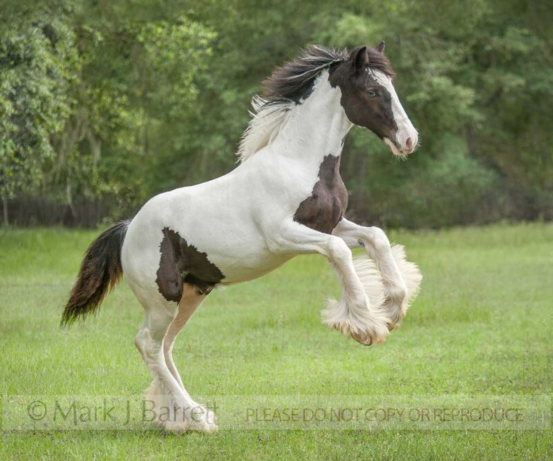 3331-16A.jpg :: juvenile male Gypsy Vanner Horse colt romps in grass field