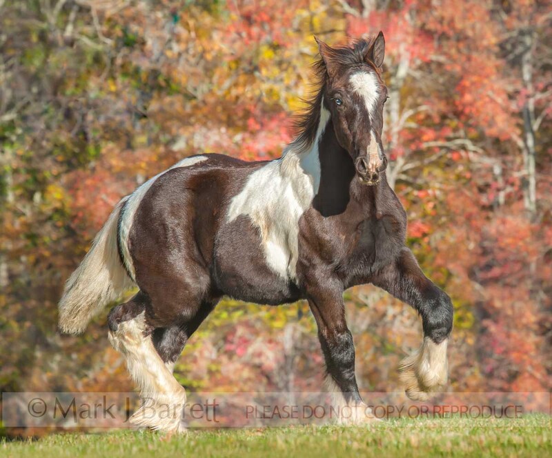 3336-12(1).jpg :: juvenile male Gypsy Vanner horse weanling colt on lawn with utumn foliage