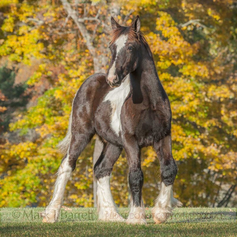 3336-18A.jpg :: Juvenile male Gypsy Vanner horse weanling colt on lawn with utumn foliage