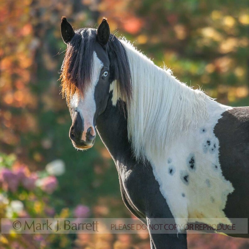 3337-17(1).jpg :: Juvenile male Gypsy Vanner horse weanling colt on lawn with utumn foliage