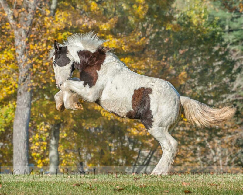 3338-20(1).jpg :: Gypsy Vanner horse weanling rears up in play