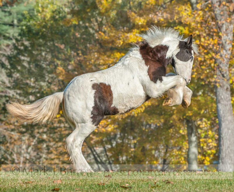 3338-20(2).jpg :: Gypsy Vanner horse weanling rears up in play