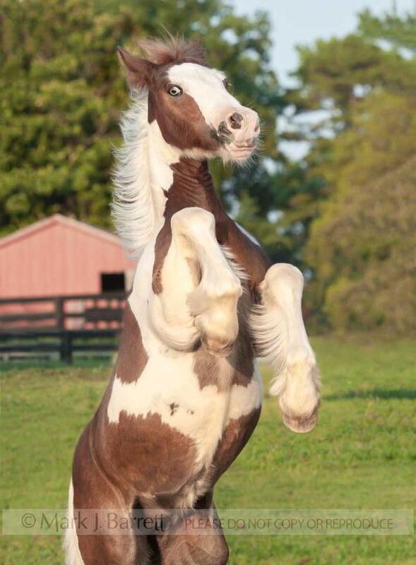 3352-6A(1).jpg :: Gypsy Vanner Horse foal