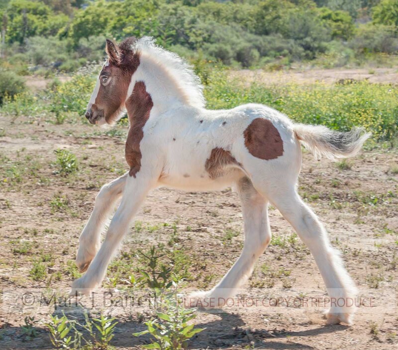 3359-7.jpg :: baby animal Gypsy Vanner Horse foal runs across alpine field