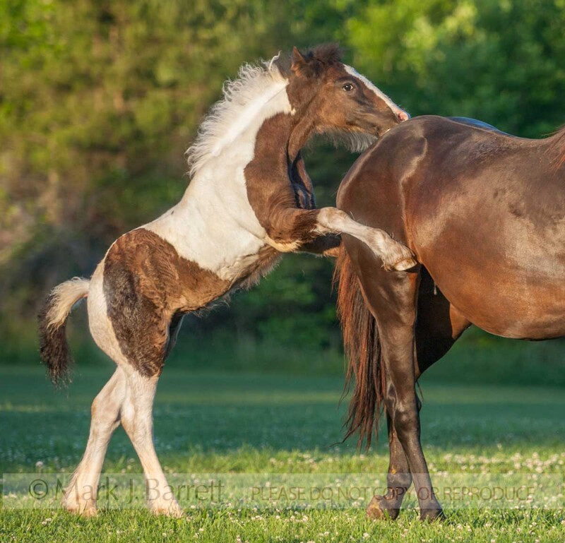 3361-3A(1).jpg :: Gypsy Horse foal rearing up in play with adult female mare