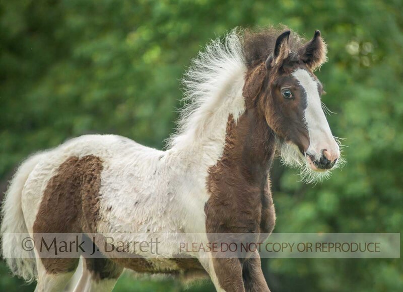 3362-10(1).jpg :: bight eyed adorable baby animal Gypsy Vanner Horse foal in field