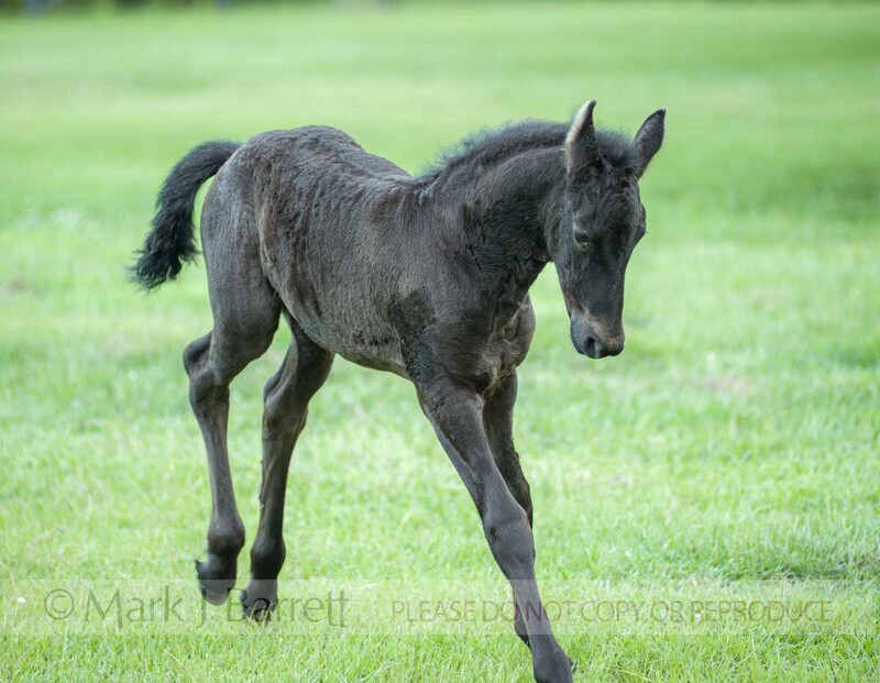 3363-1-Enhanced-NR(1).jpg :: Friesian horse foal