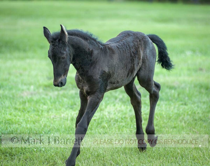 3363-1A(1).jpg :: newborn female  Friesian horse filly foal romps in green grass  field.