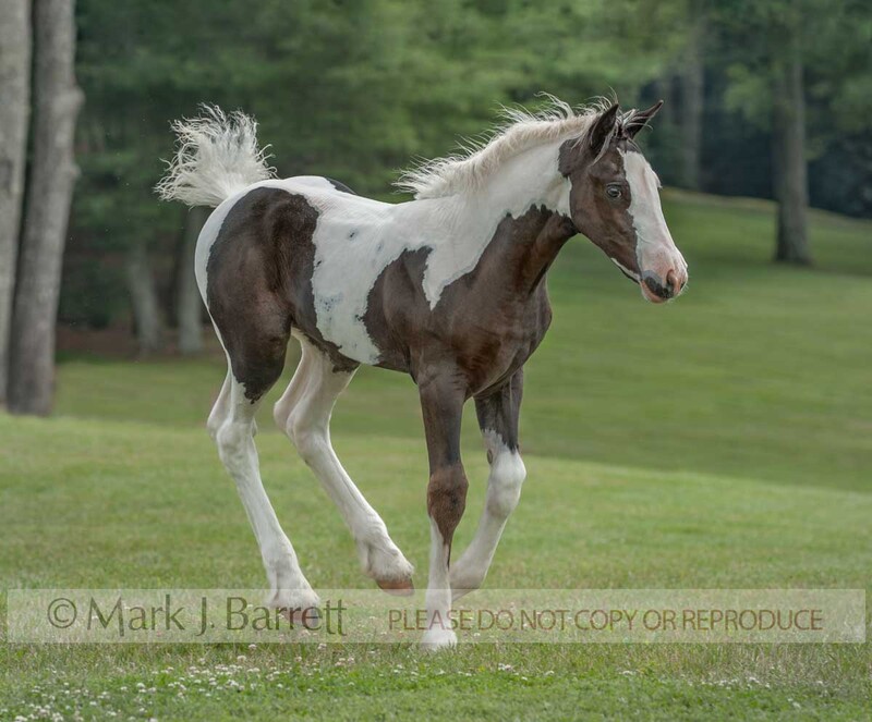 3364-26A(1).jpg :: baby animal female American Paint Horse filly foal runs across grass lawn