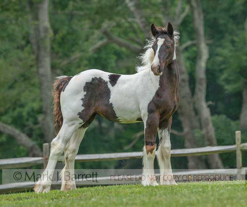 3368-10A(1).jpg :: baby animal female Gypsy Vanner Horse filly foal poses on grass hill