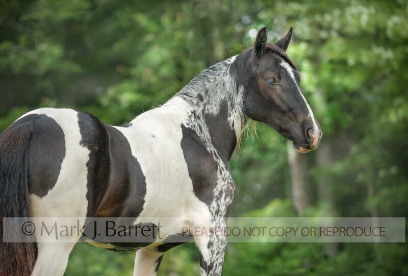 3369-26(1).jpg :: juvenile female Paint Horse filly foal portrait in field