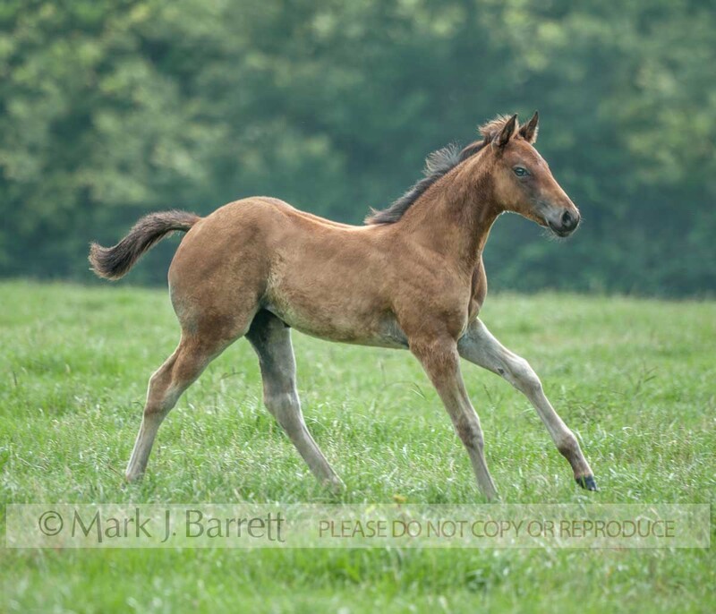 3370-1A.jpg :: baby male animal American Quarter Horse colt foal running in grass field