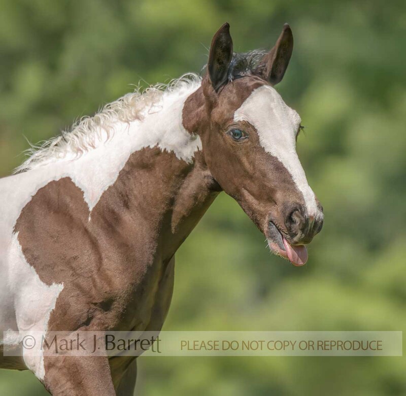 3375-29A.jpg :: humerous expression of baby animal Paint horse foal with tongue sticking out