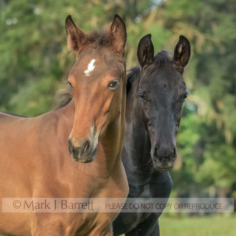 3376-1.jpg :: Pair of curious Dutch warmblood horse foal baby animals huddled together