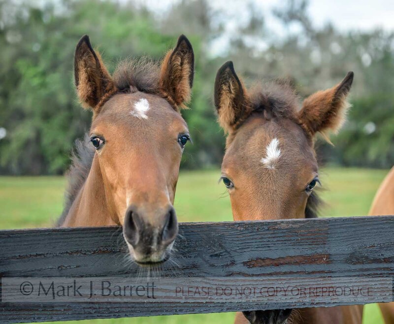 3376-5A(1).jpg :: Pair of curious Dutch warmblood foals peering over fence