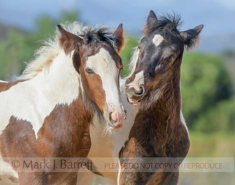 3377-30(1).jpg :: Comical expressions on Gypsy Vanner Horse colt and filly playing