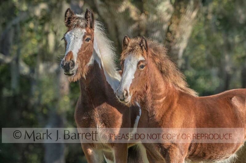 3390-18A.jpg :: Gypsy Vanner Horse juvenile weanling  filly foals stand close and alert
