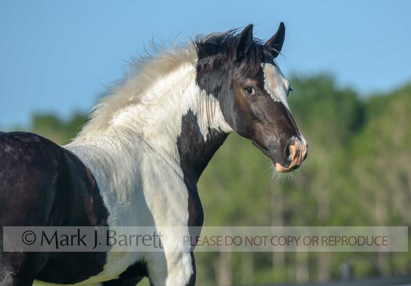 3394-27(1).jpg :: juvenile filly Paint Horse foal looking back over shoulder in field