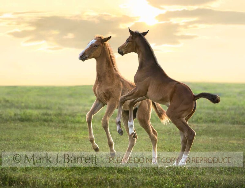 3400-11A(1).jpg :: Thoroughbred horse foals  romp and play in open grass field with sun and clouds
