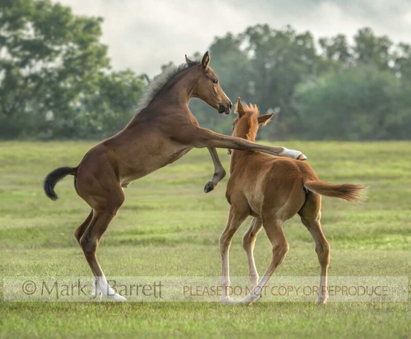 3400-7A.jpg :: Thoroughbred horse foals  romp and play in open green field