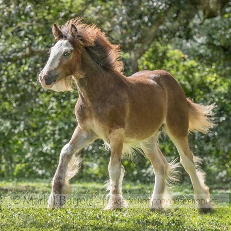 3401-33A(1).jpg :: baby male animal weanling juvenile Clydesdale Draft Horse colt foal in green grass field