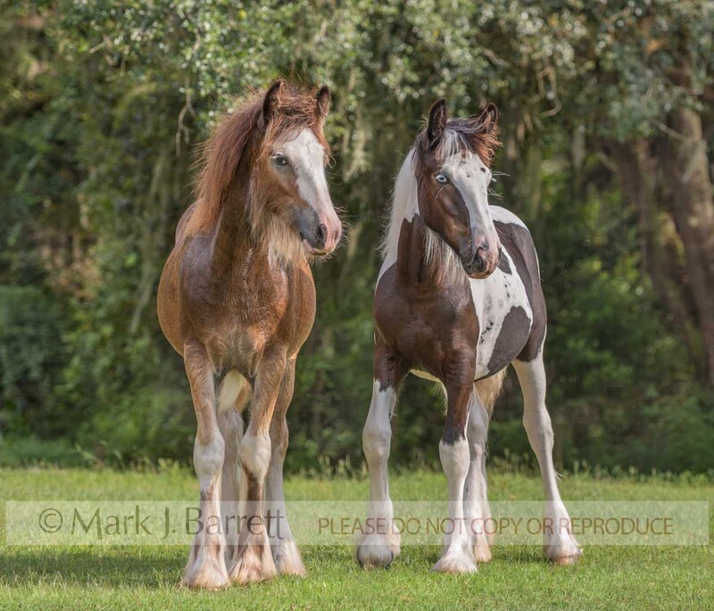 3403-12A.jpg :: baby weanling animal  Gypsy Vanner Horse colt and filly foal buddies in grass field