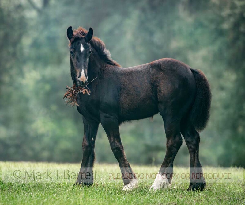 3404-51A.jpg :: baby animal Gypsy Vanner Horse colt foal head portrait in misty  field
